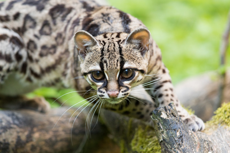 Margay